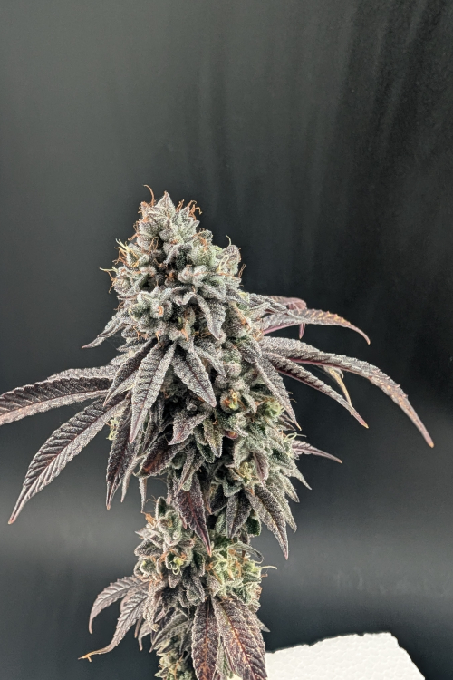 Garlic Mint Sherbet