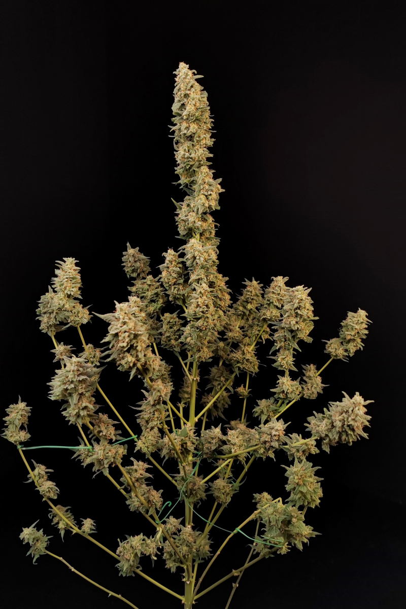 Photo of Critical Auto