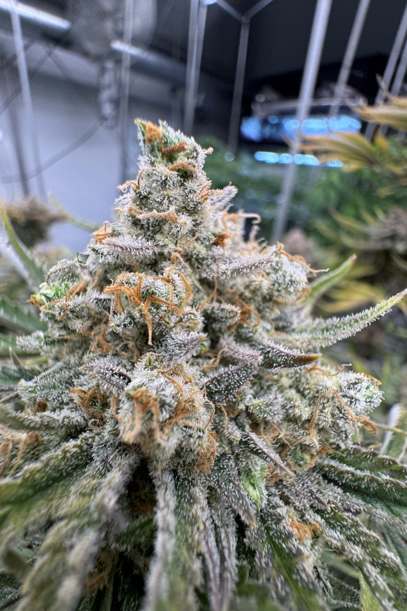 Photo of Cherry Cola Auto RF3