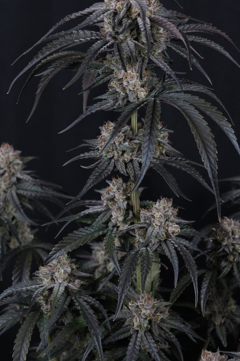 Photo of Mango Frost Auto