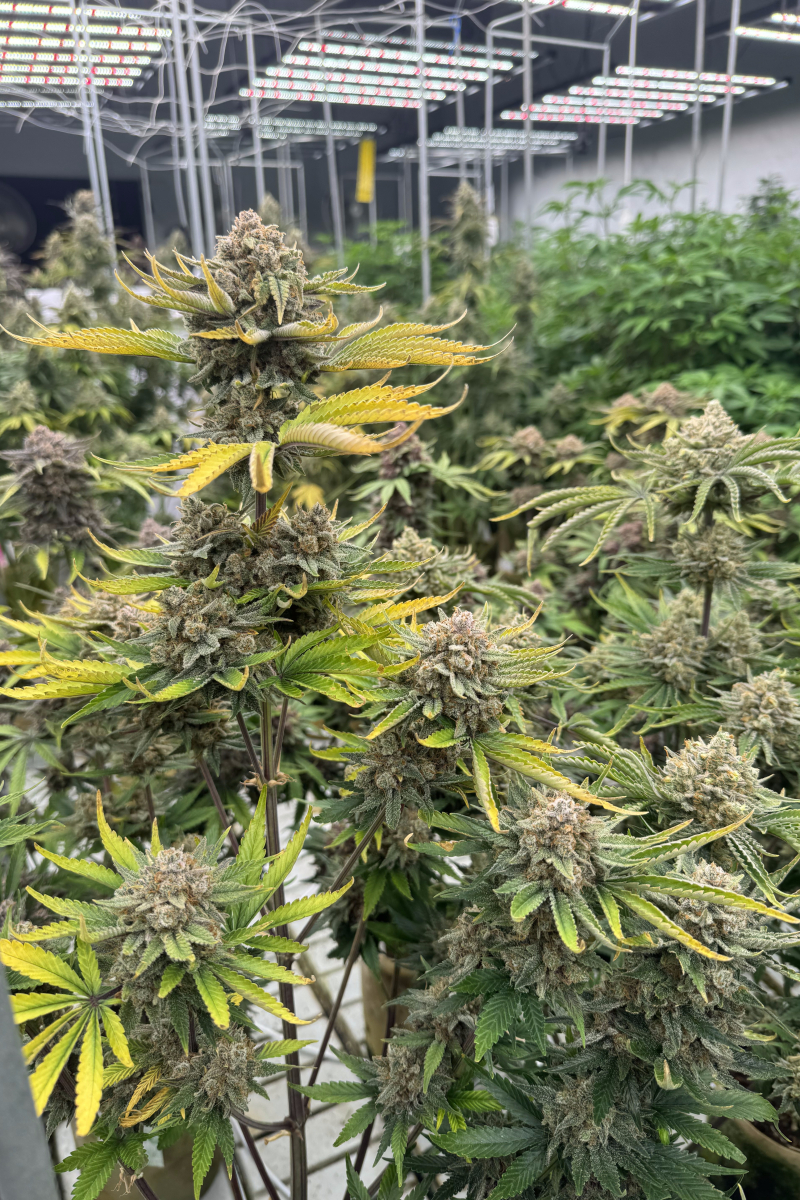 Photo of Cherry Cola Auto RF3