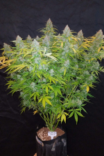 Californian Snow Auto