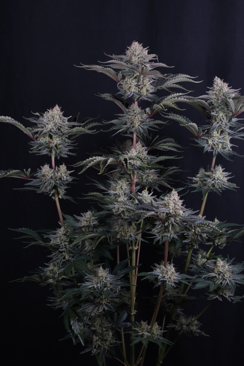 Photo of Mendo Frost Auto