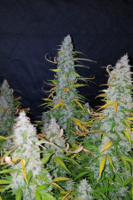 Californian Snow Auto