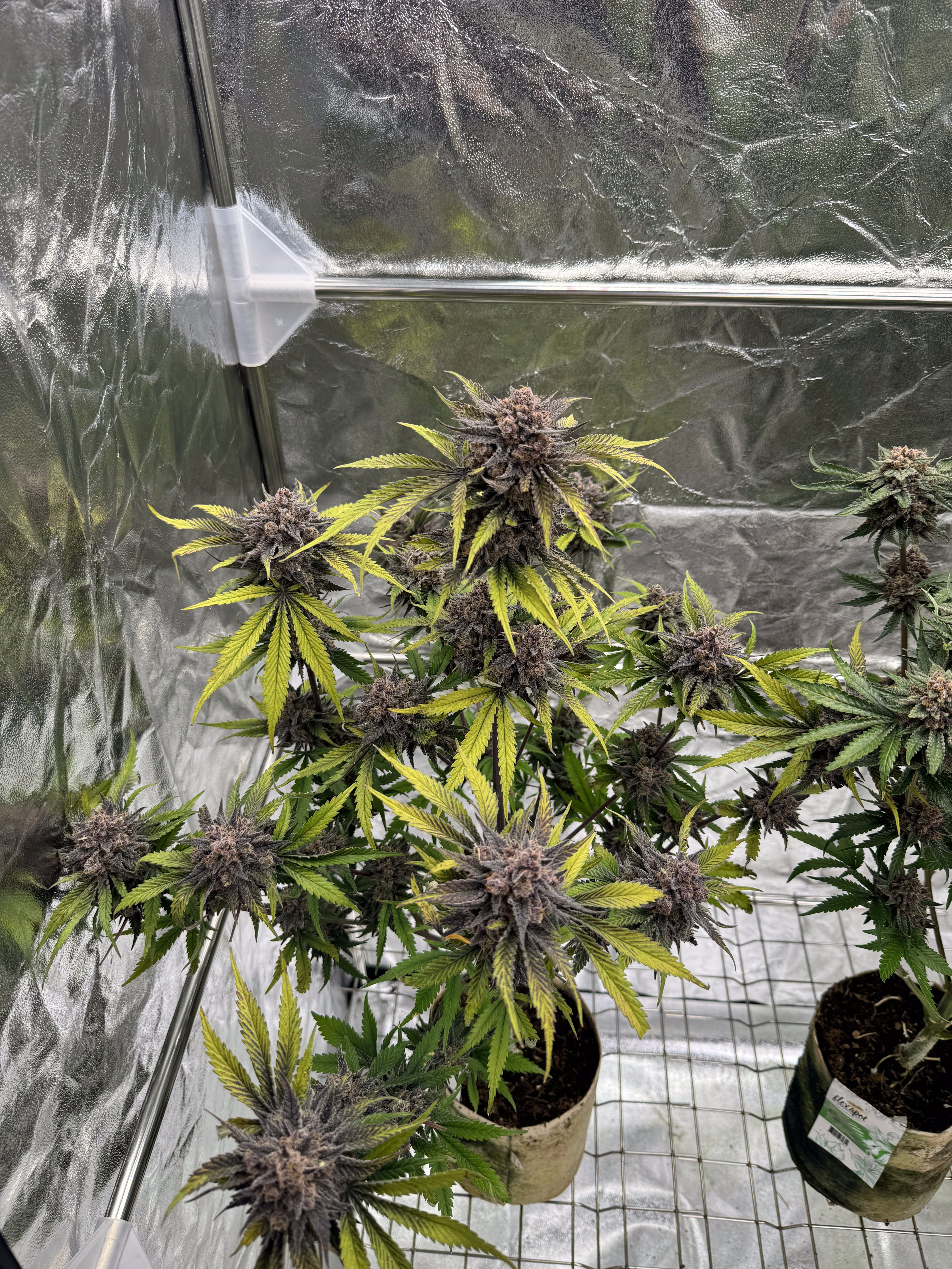 Cherry Cola Auto RF3