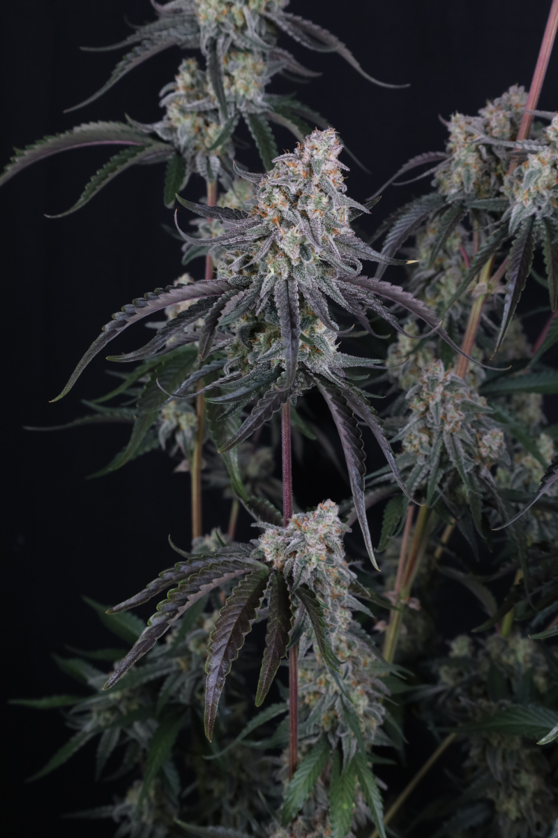 Photo of Pineapple OG Auto