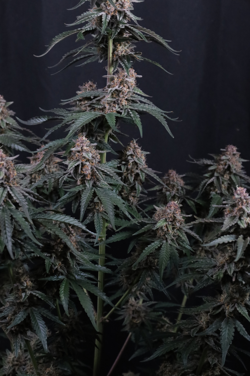 Photo of Mendo Cherry Cookies Auto