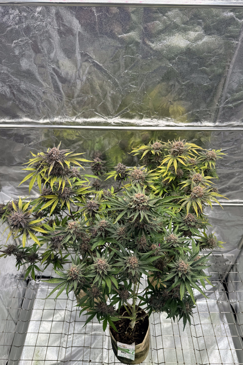 Photo of Cherry Cola Auto RF3