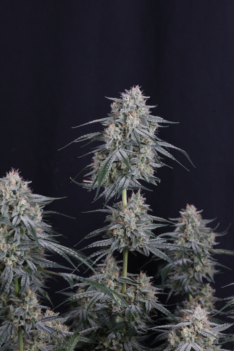 Photo of Garlic Mint Sherbet Auto