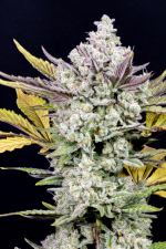 Gorilla Cookies Auto