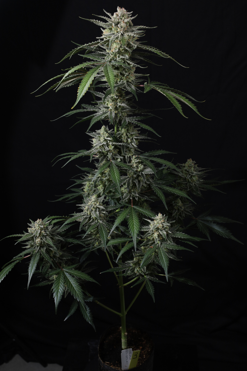 Photo of Banana Guava Auto