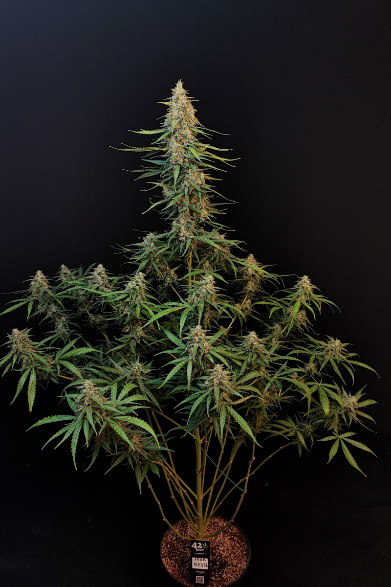 Photo of Sour Diesel Auto