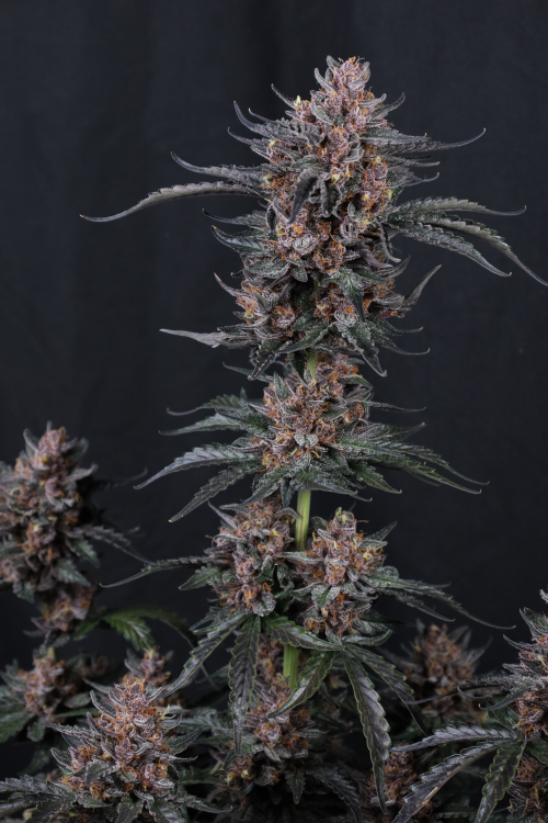 Mango Cherry Runtz Auto