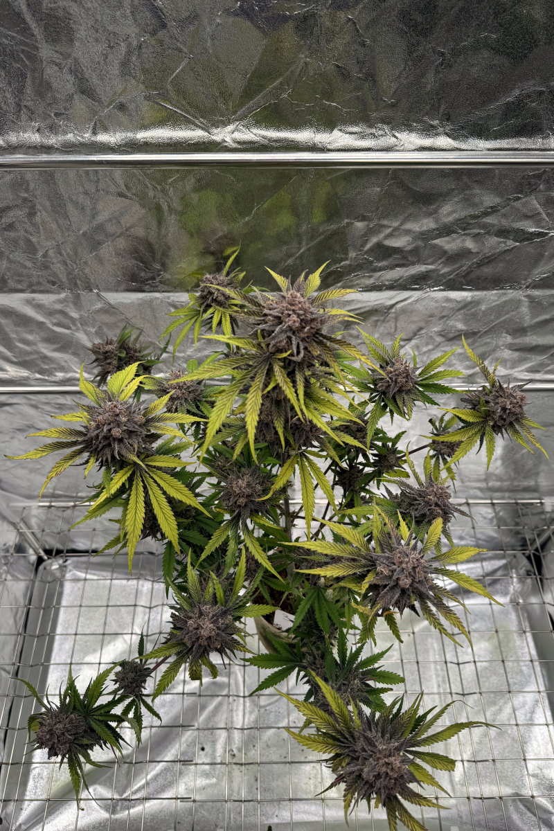 Photo of Cherry Cola Auto RF3