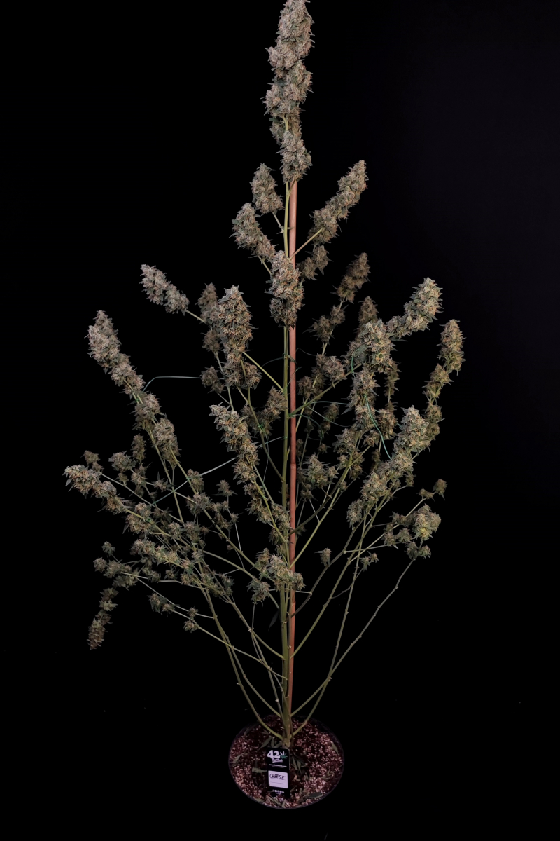 Photo of Cheese Auto