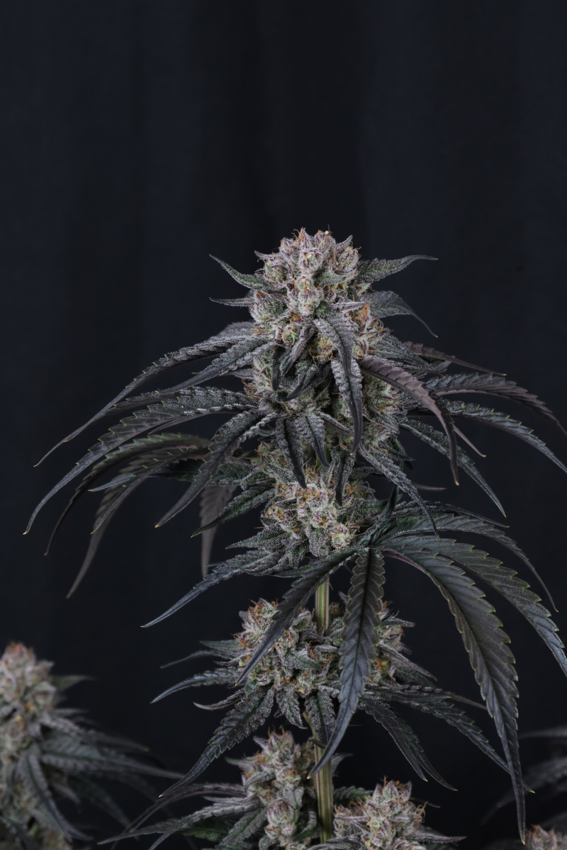Photo of Mango Frost Auto