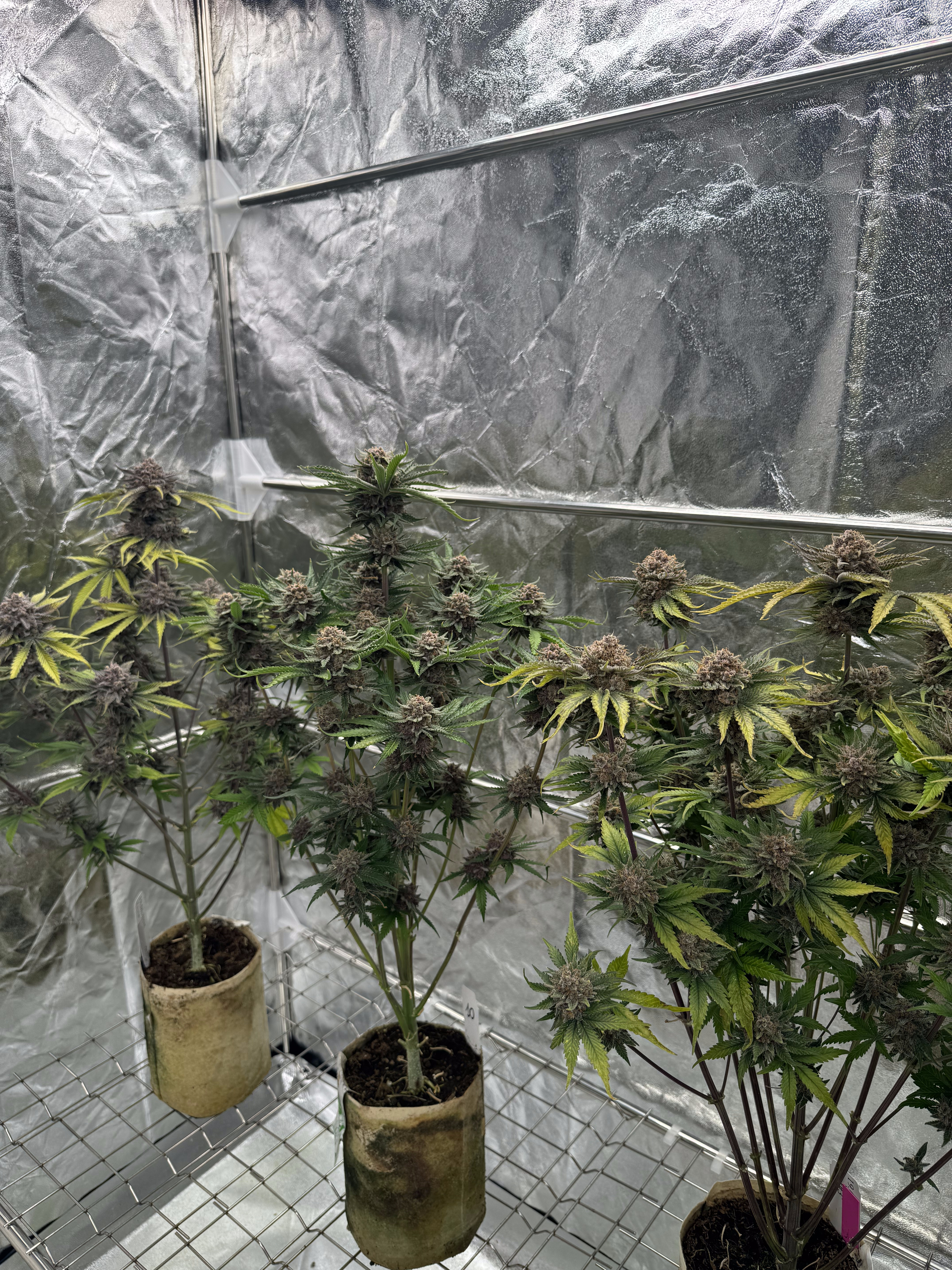 Cherry Cola Auto RF3