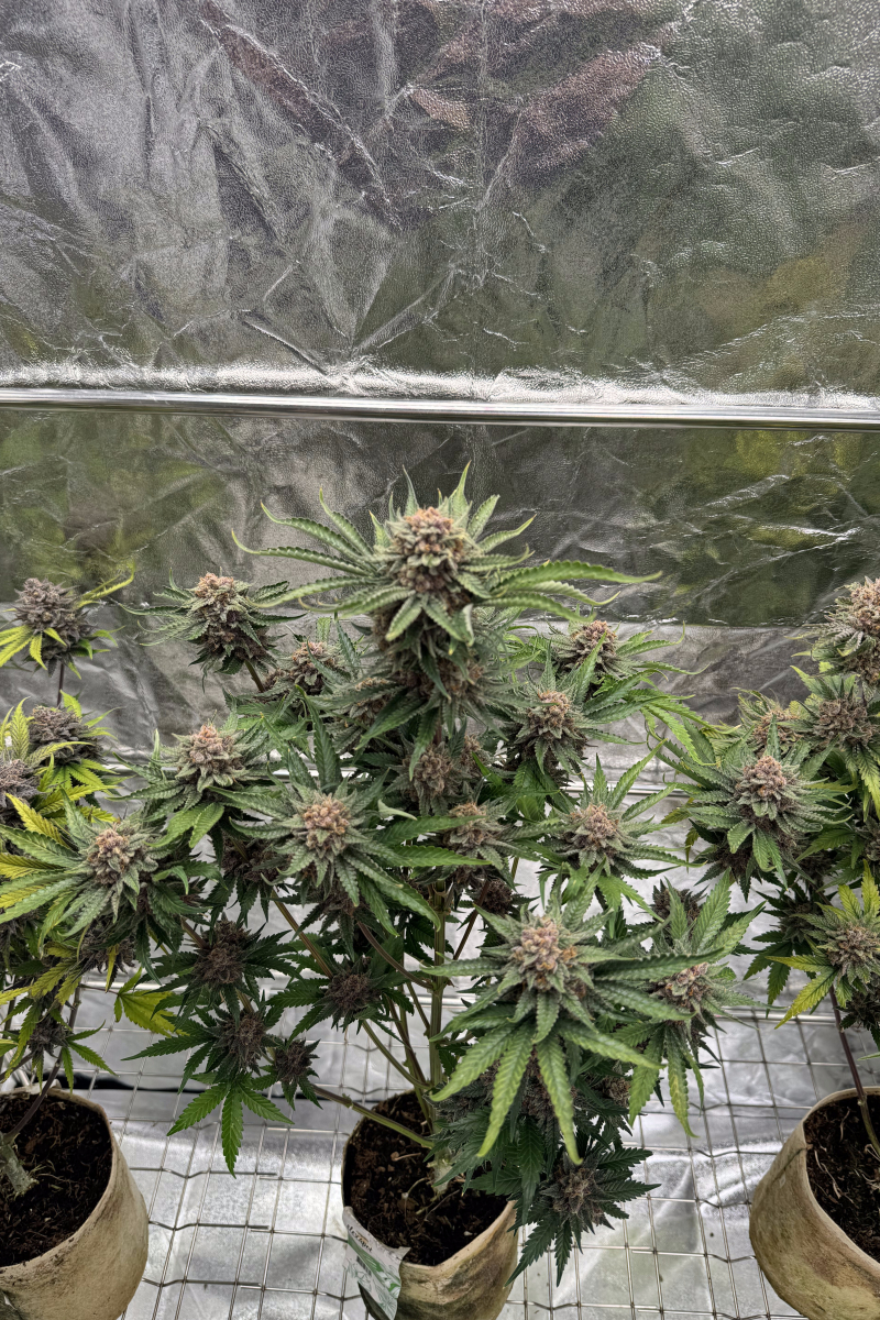 Photo of Cherry Cola Auto RF3