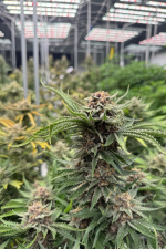 Cherry Cola Auto RF3