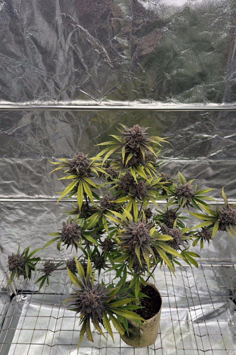 Photo of Cherry Cola Auto RF3