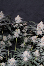 Tropicana Cookies FF