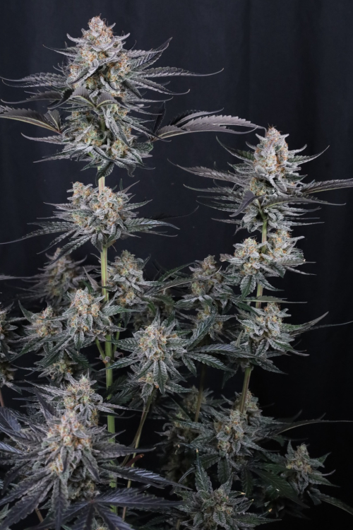 Mendo Guava Auto