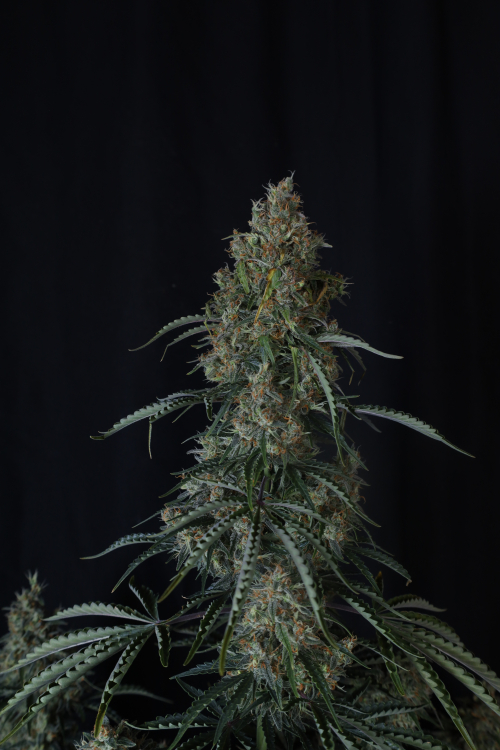 Gorilla Z Auto