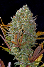 Pineapple Express Auto