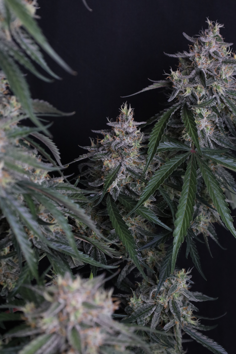 Photo of GMO Auto