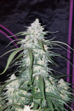 Pineapple Express Auto