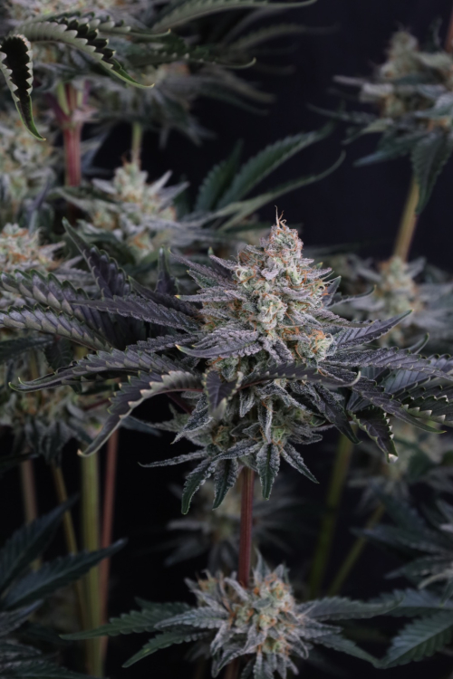 Mendo Frost Auto