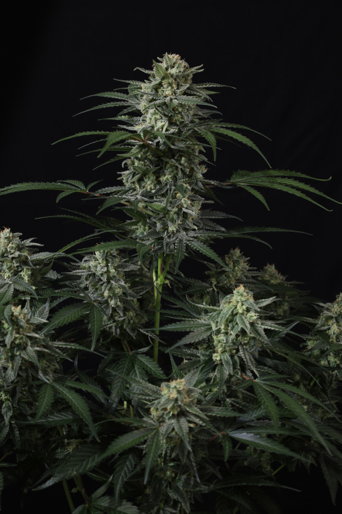 Banana Frost Auto