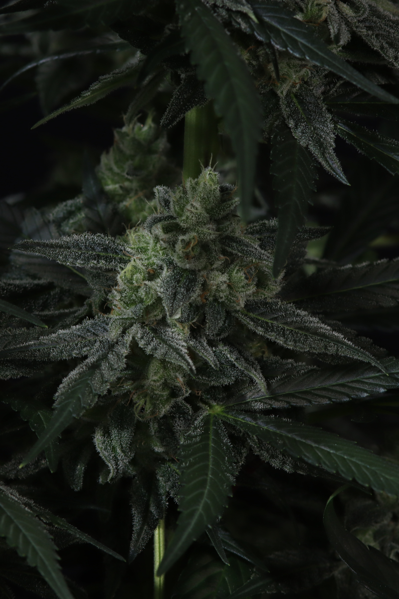 Photo of Banana Frost Auto