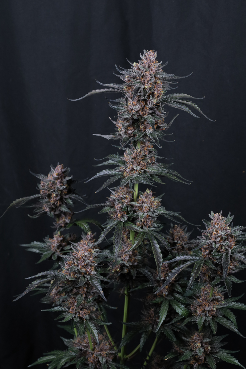Photo of Mango Cherry Runtz Auto