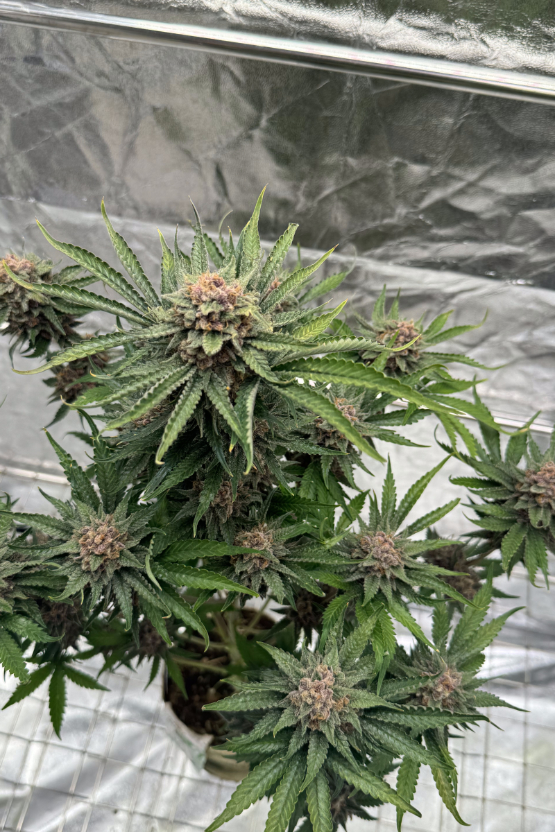 Photo of Cherry Cola Auto RF3