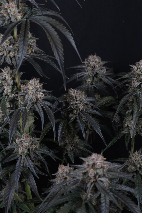 Mango Frost Auto