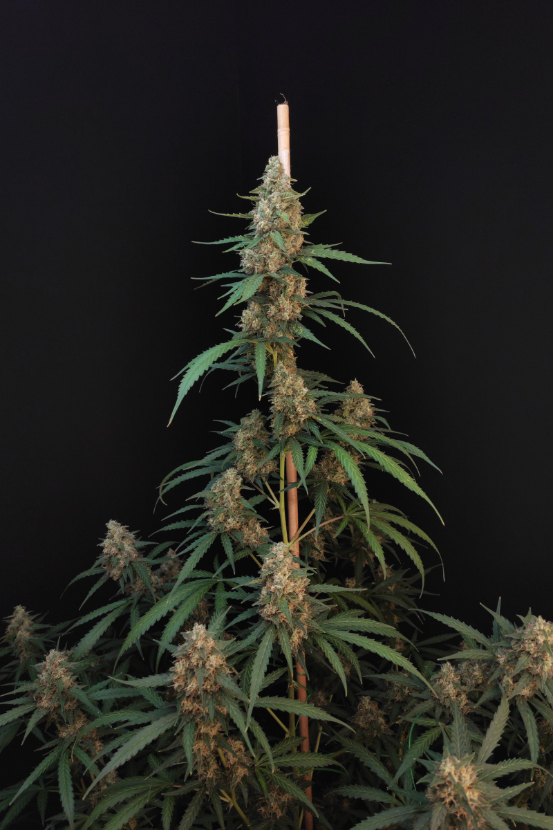 Photo of Cheese Auto