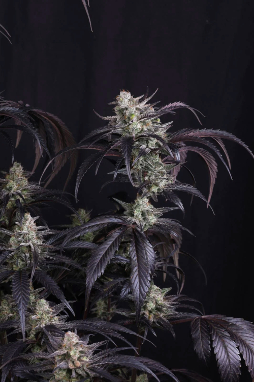 Strawberry Gorilla Auto RF3