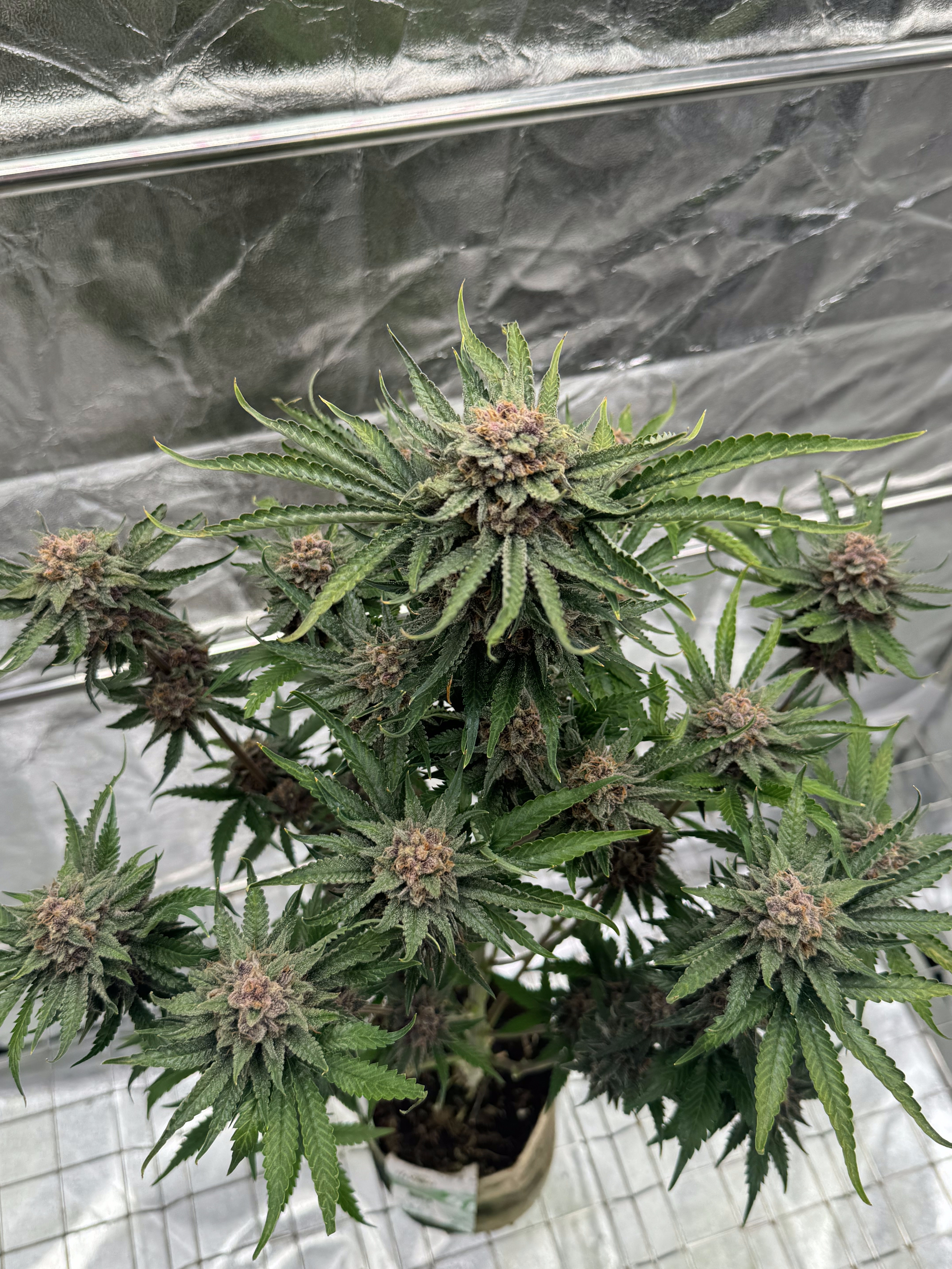 Cherry Cola Auto RF3