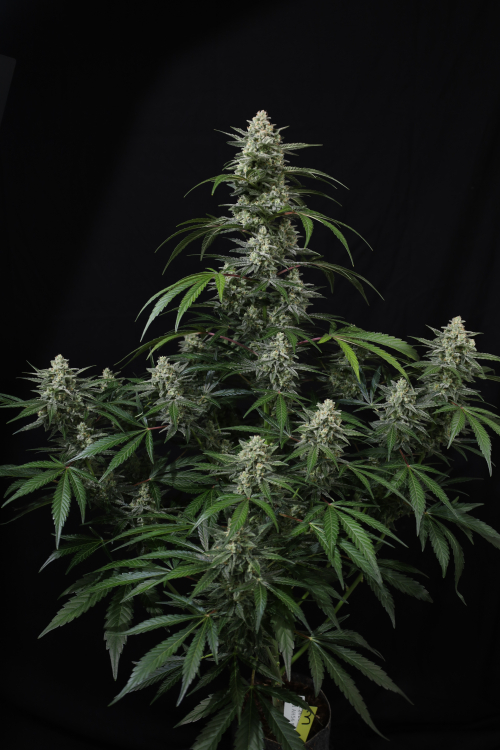 Banana Frost Auto
