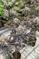 Banana Purple Punch Auto RF3