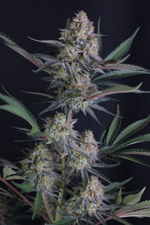 Lemon Tree Auto