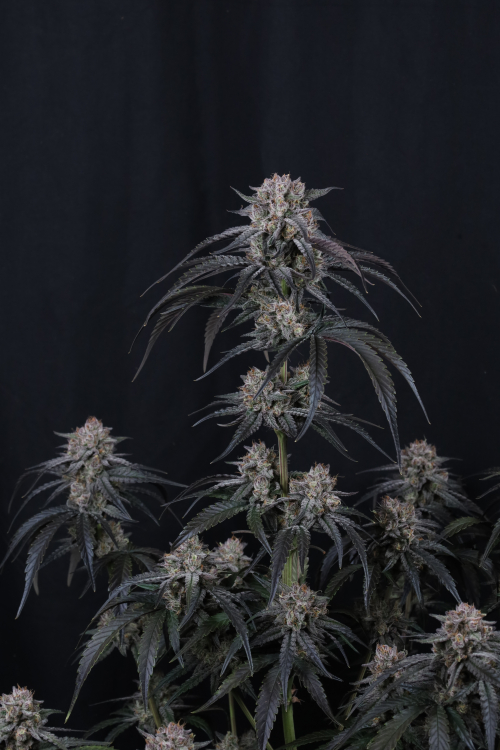 Mango Frost Auto