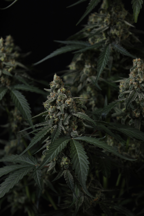 Banana Cherry Cookies Auto