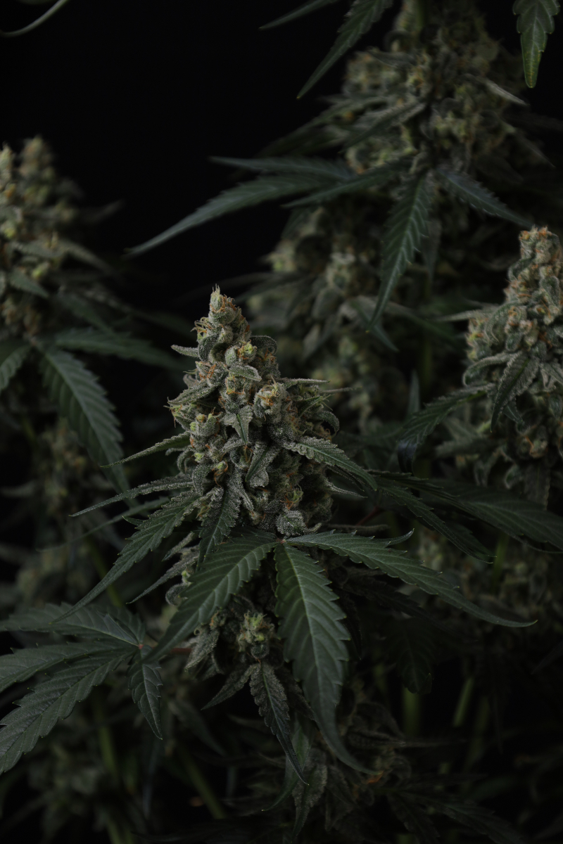 Photo of Banana Cherry Cookies Auto