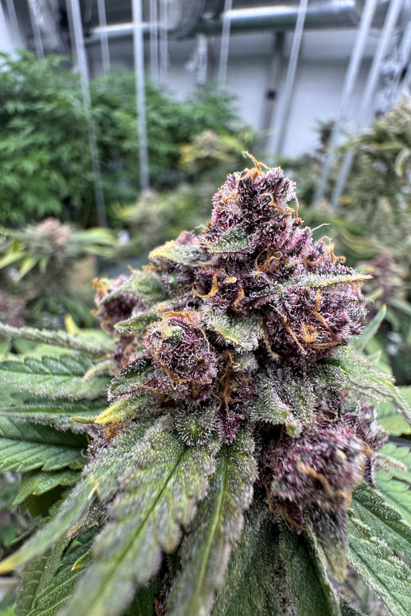 Photo of Cherry Cola Auto RF3