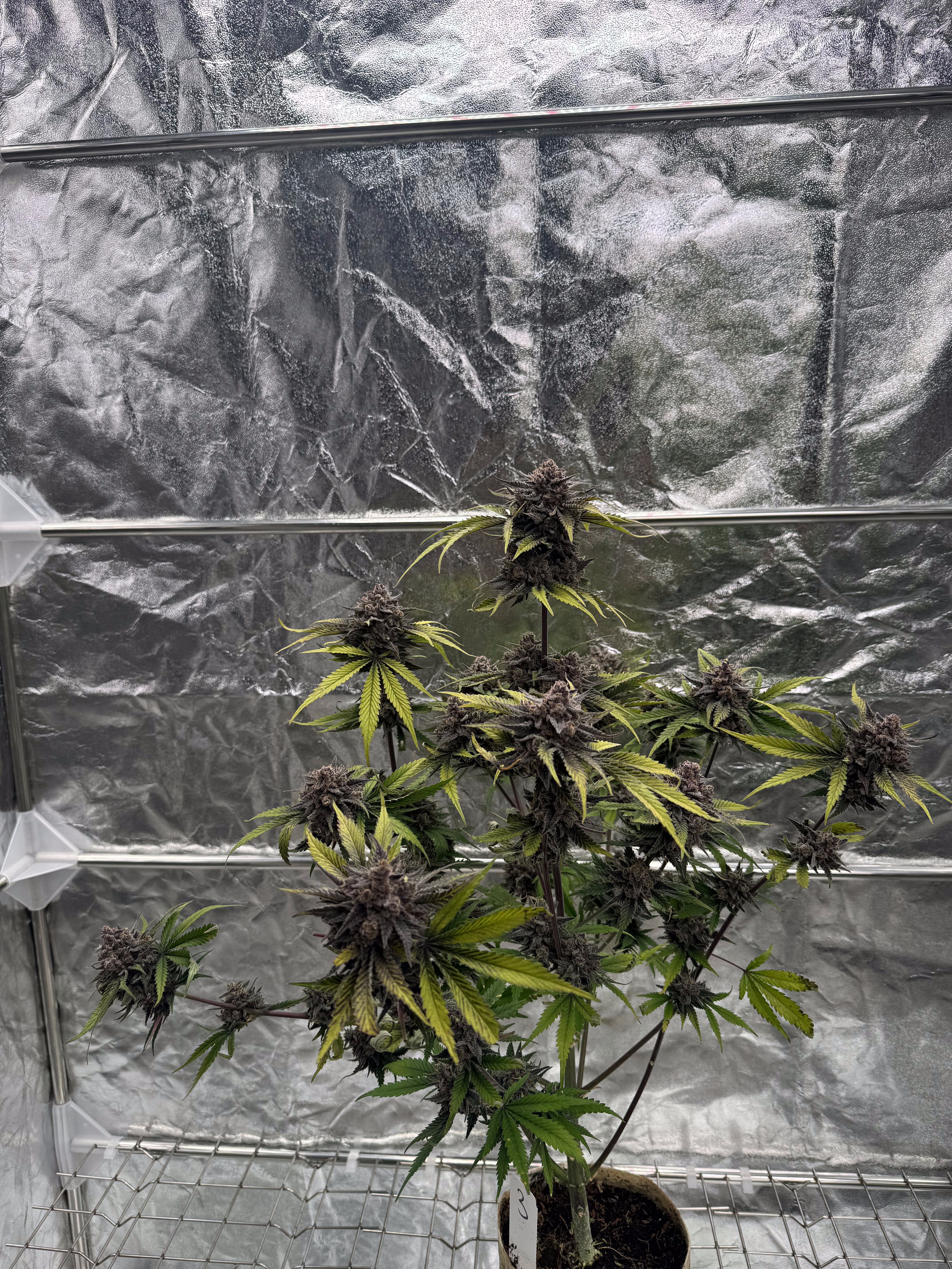Cherry Cola Auto RF3