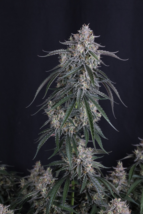 GMO Auto
