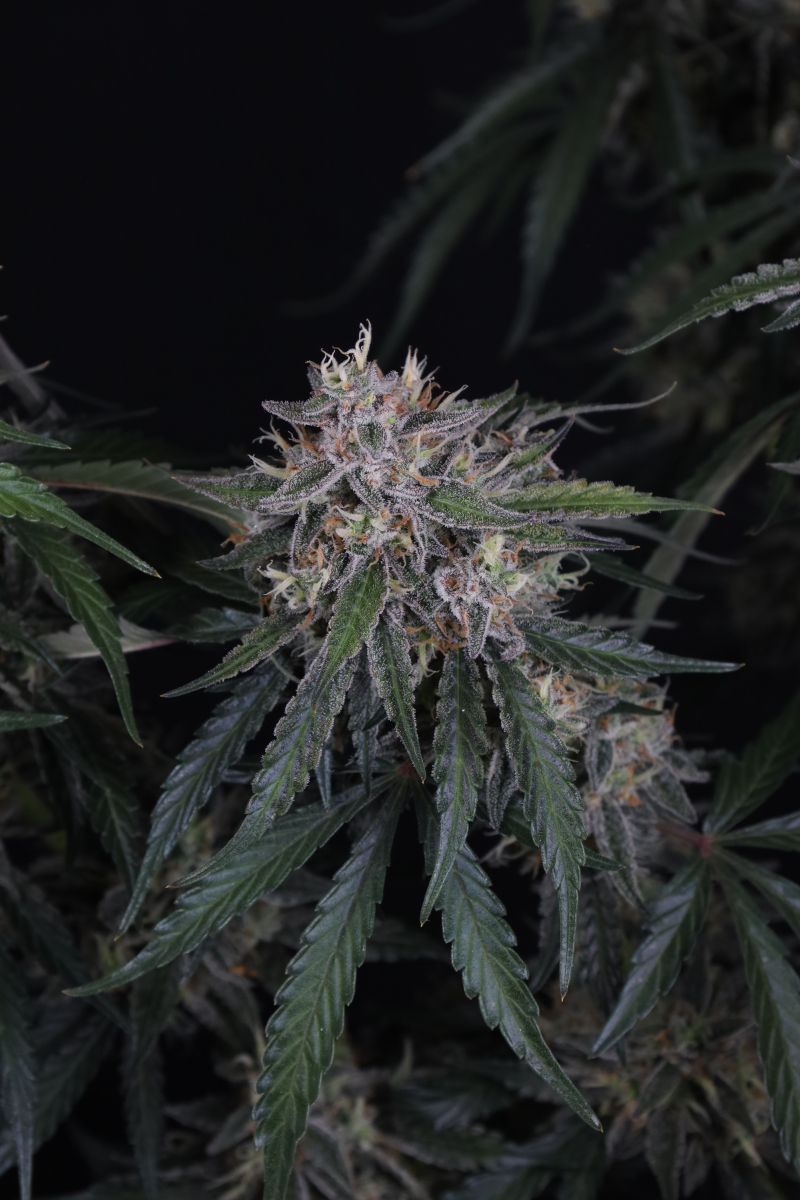 Photo of GMO Auto