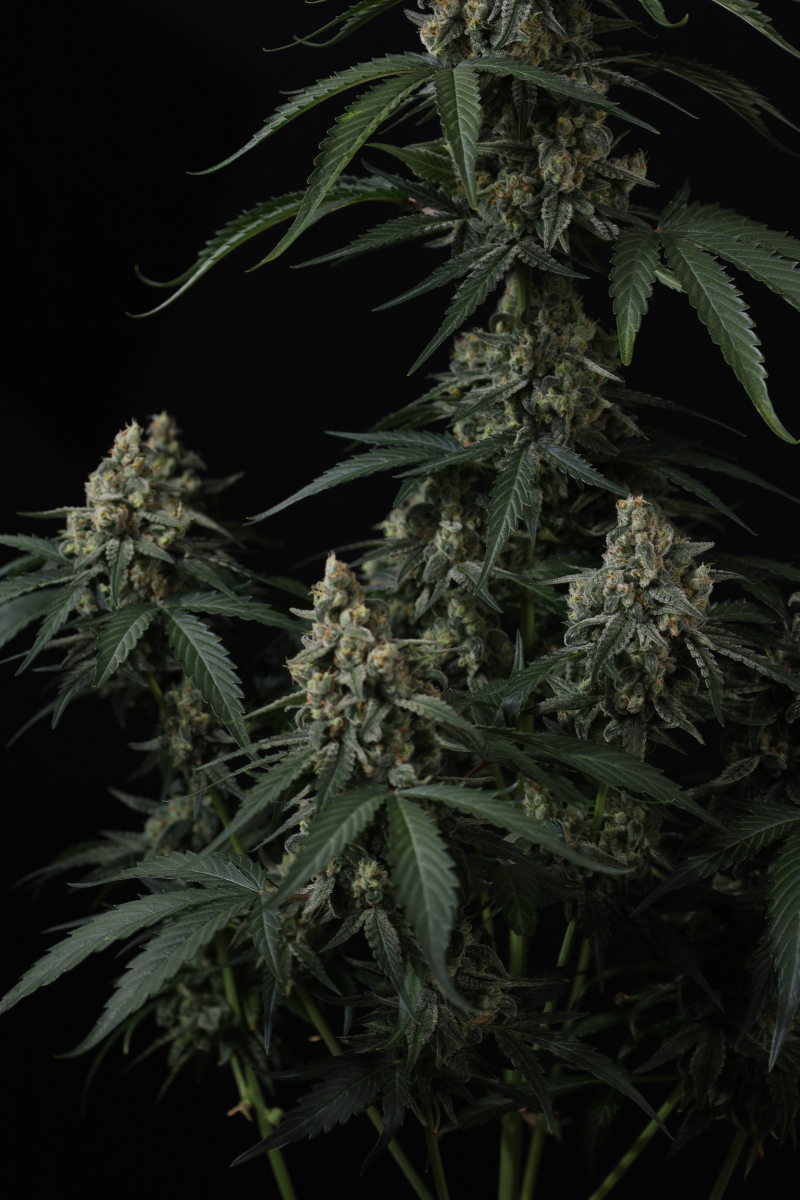 Photo of Banana Cherry Cookies Auto